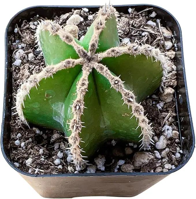 Live Succulent Mexican Fence Post Cactus, Approx 2-inch Large, Potted Succulents, Fully Rooted, Easy Care House Plants by GreenHaven Gardens