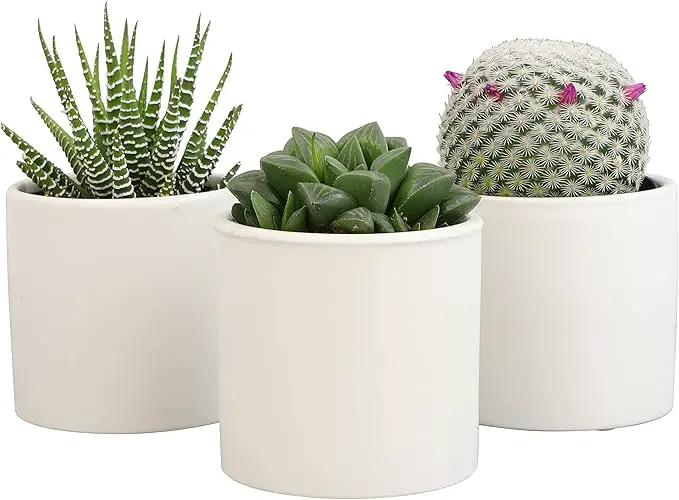 Plants for Pets Live Low Light House Plants in Ceramic Succulent Pots (3 Pack), Gasteria Succulent Plant and Cactus Plants Live with Potting Soil, Haworthia Succulents for Indoor Growing Home Décor by GreenHaven Gardens
