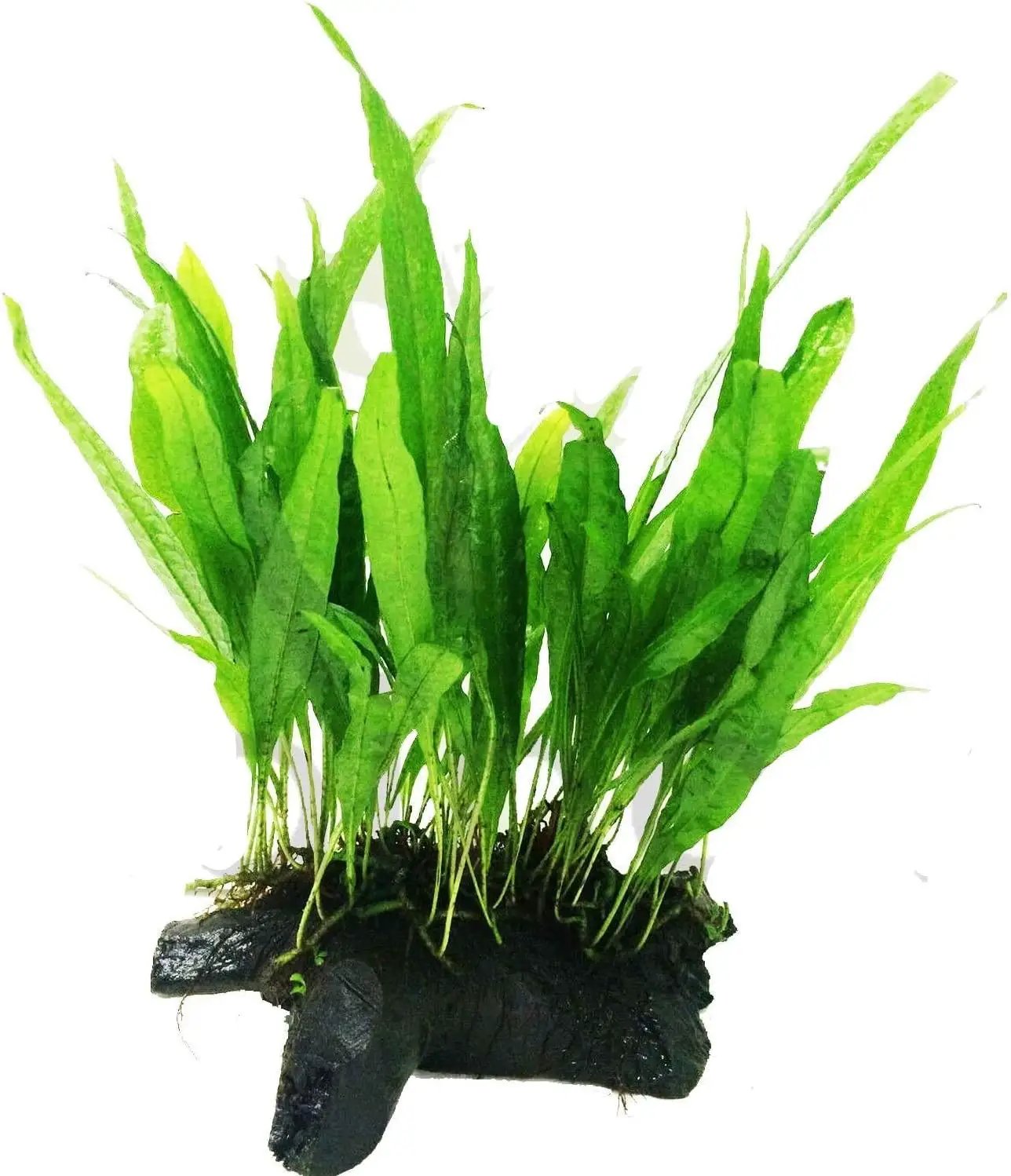 Mainam Java Fern on Driftwood (5-6 Inch) | Microsorum Pteropus Freshwater Easy Low Light Live Aquarium Plant Decorations 3 Days Guarantee by GreenHaven Gardens