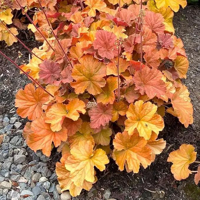2 Heuchera Live Plants, Coral Bells Red Oragne Yellow Heuchera Perennials for Outdoor Garden, Shade Border, Containers, 4-6” Tall Well-Rooted by GreenHaven Gardens