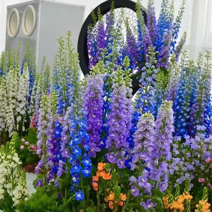 Consolida Ajacis Larkspur Flower Seeds Pack of 500+ Flower Seeds for Planting by GreenHaven Gardens