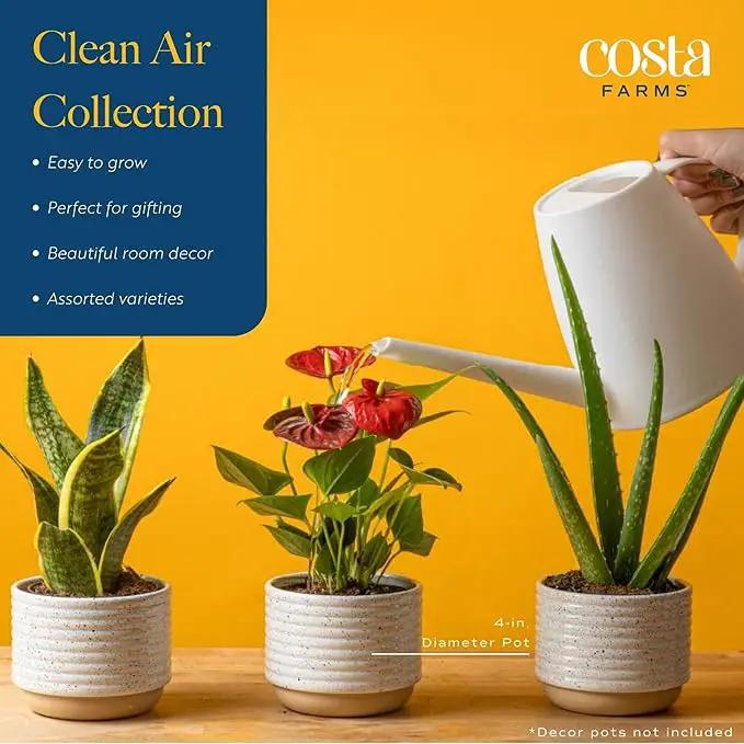Costa Farms Live House Plants (4 Pack), Easy to Grow Live Indoor Houseplants, Grower's Choice Air Purifier Set, Potted in Indoors Garden Plant Pots, Potting Soil, Housewarming Gift, Home or Room Decor by GreenHaven Gardens