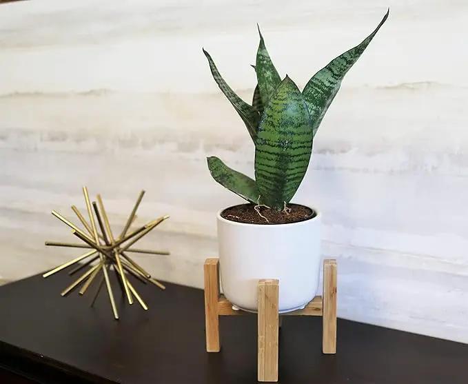 Costa Farms Live Indoor Snake Plant, Easy to Grow Mother in Laws Tongue, Sansevieria Houseplant, in Flower Pot Planter for Room and Home Décor, Housewarming, 8-Inches Tall by GreenHaven Gardens