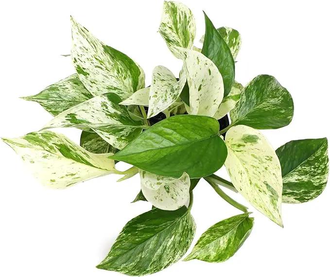 Marble Queen Pothos Plant in 4 Inch Planter Pot for Plants, Low Light Plants Live Houseplants, Pothos Live Plant Decor, Live Plants Indoor Plants Live Houseplants Live Indoor Plants by Plants for Pets by GreenHaven Gardens