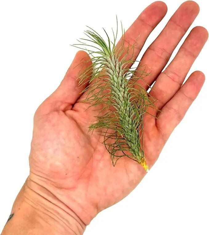 Air Plants - Colombian Tillandsia Funckiana, Large 5" - 1ct - Live Arrival Guaranteed - House Plants for Home Decor & Gift by GreenHaven Gardens
