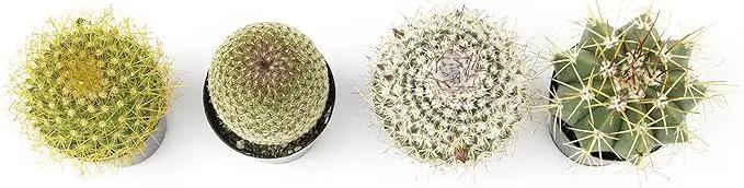 Altman Plants, Assorted Cactus Plants Live Cactus Decor (4PK), Cactus Plant Live Succulents Plants Live in Cactus Soil Potting Mix, Live Cacti Plants Live Succulent Plants Live Plants in Cactus Pot by GreenHaven Gardens