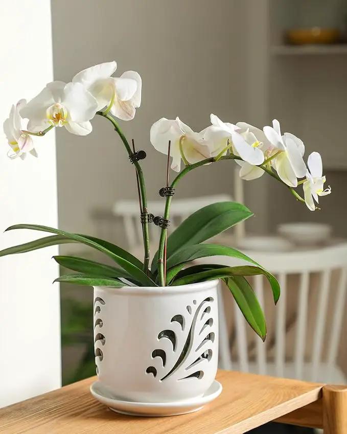 Ceramic Orchid Pot, 6 Inch Orchid Pots with Holes and Saucer for Indoor/Outdoor Plants Drainage & Air Circulation, White Orchid Planter for Repotting or New Plants by GreenHaven Gardens