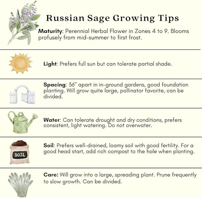 Clovers Garden Russian Sage Plants – Two (2) Live Plants – Non-GMO - Not Seeds - Each 4" to 8" Tall – in 4" Inch Pots – Hardy Flowering Perennial, Pollinator Favorite by GreenHaven Gardens