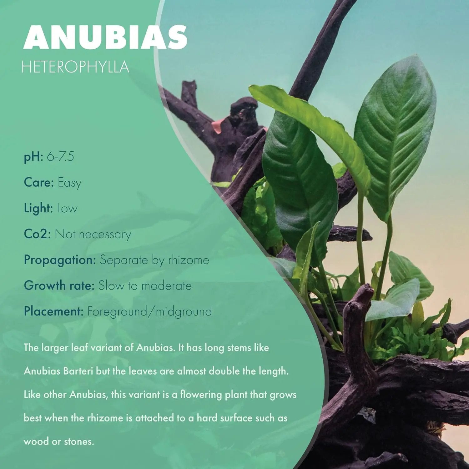 Anubias Live Aquarium Plants - Potted Freshwater Plant for Fish Tanks, Terrariums - Beginner Friendly Low Light (Heterophylla, 1 Pot) by GreenHaven Gardens