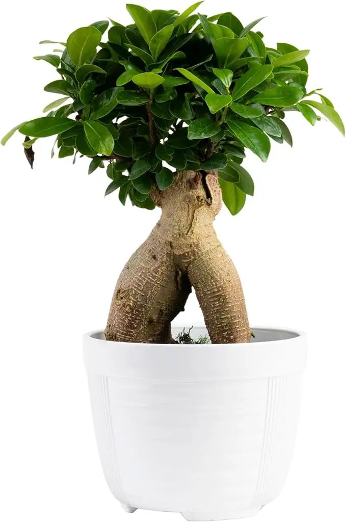 Costa Farms Mini Bonsai Live Indoor Tree, Grower's Choice, 1-Year Old, Potted in Indoor Planter Plant Pot, Tabletop Office and Home Décor, 10-Inches Tall by GreenHaven Gardens