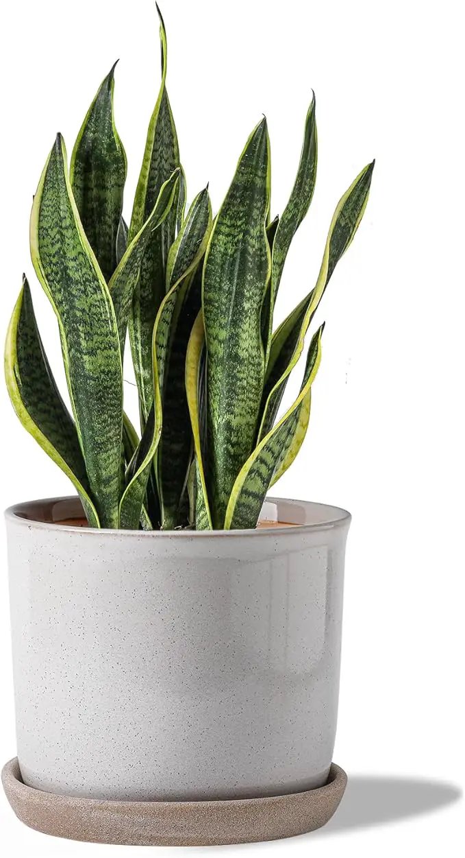 8 Inch Plant Pot: Ceramic Planter with Drainage Hole & Saucer - Cylinder Round Flowerpot for Indoor & Outdoor Plants - with Separate Tray for Home & Office - Retro Style, Grey by GreenHaven Gardens
