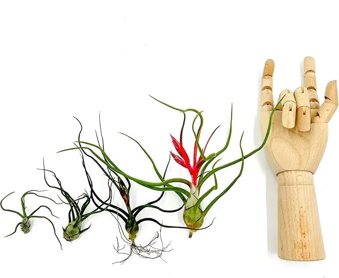 Air Plants - Flowering Tillandsia Bulbosa Belize, Giant 7-9" - 1ct - Live Arrival Guaranteed - House Plants for Home Decor & Gift by GreenHaven Gardens