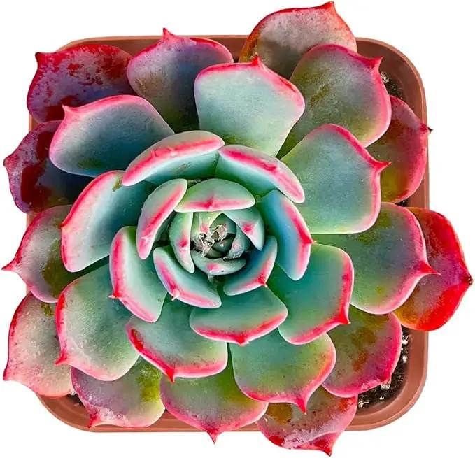 2" Rare Succulent Echeveria Laurensis, Live Succulents Plants Fully Rooted in Grower Pots, Unique Gift for Wedding Favor, Party Favor by GreenHaven Gardens