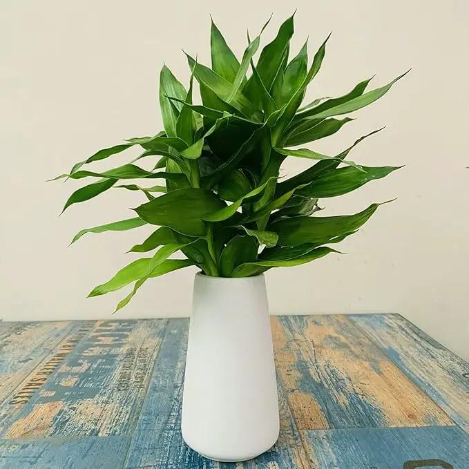 Simple Vase for Flowers Plants, Matte Vases for Modern Table Shelf Home Decor Wedding Boho Decor, 6" H Frosted Elegant Ceramic Vase for Pampas Grass Fluffy Stem Bouquet Lavender Flowers (White, 2) by GreenHaven Gardens