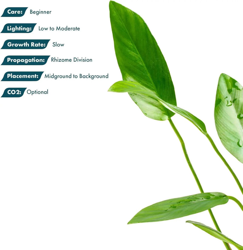 Live Plants – Anubias Hastifolia (Anubias hastifolia) – Low to Moderate Light, Medium to Dark Green Arrow-Shaped Leaves, Midground to Background Tank Placement - Pot, 3 Pack by GreenHaven Gardens