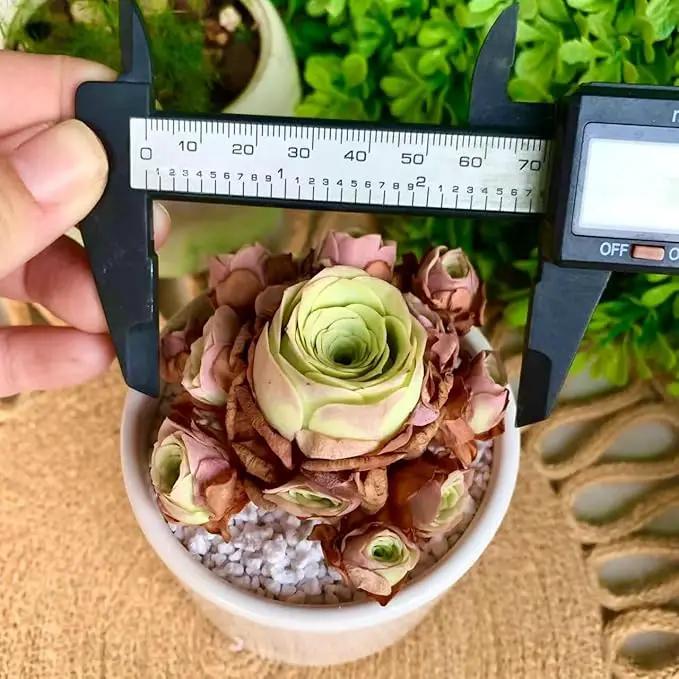 FWPP Live Succulent Plants Echeveria Mountain Rose,Mini 3 Inches Succulents Live House Plants,Bare Root Without Pot Soil,Live Plants Indoor for Gift Party Wedding Garden Baby Shower DIY Decor by GreenHaven Gardens
