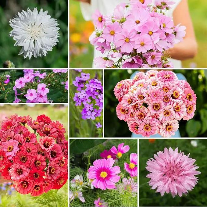 Eden Brothers Tickled Pink Flower Mixed Seeds for Planting, 5 lb, 2,400,000+ Seeds with Cosmos, Cornflower, Zinnia | Attracts Pollinators, Plant in Spring or Fall, Zones 3, 4, 5, 6, 7, 8, 9, 10 by GreenHaven Gardens