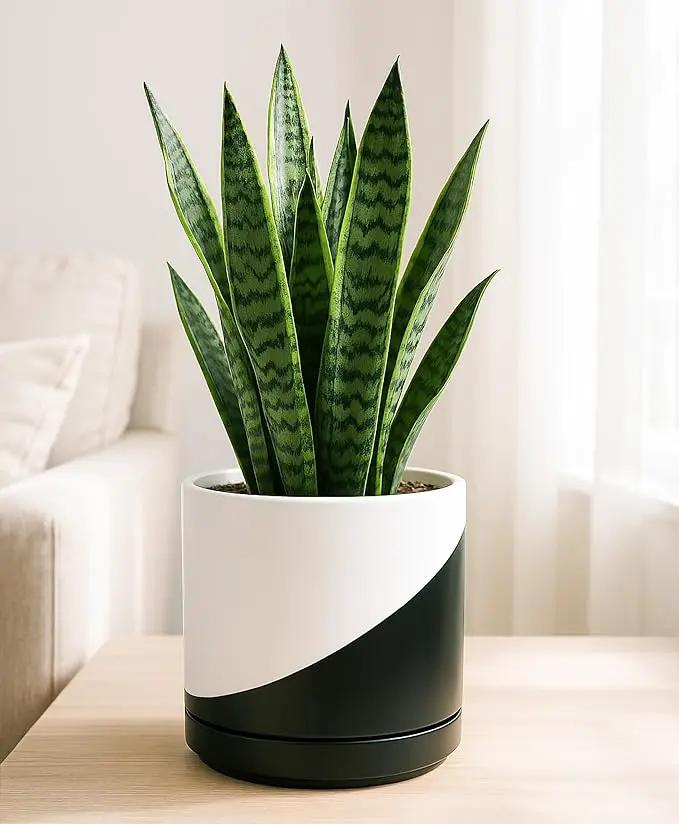 D'vine Dev 8.2 Inch Ceramic Planter Pot with Drainage Hole and Saucer, Indoor Cylinder Round Planter Pot, Oblique Monochrome Black and White, 94-O-D-K by GreenHaven Gardens