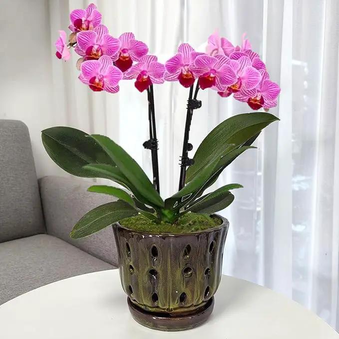 Ceramic Orchid Pots with Attached Saucer and Drainage Hole 6'' Orchid Planter (mossgreen) by GreenHaven Gardens