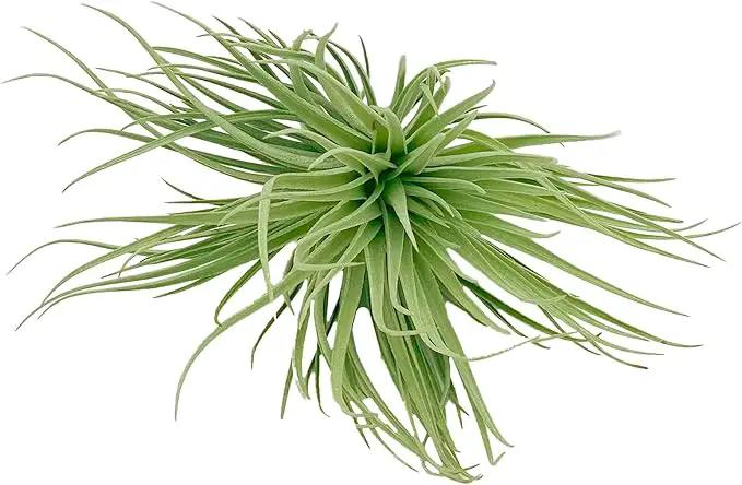 Air Plants - Flowering Tillandsia Rose BAER, Large 5" - 1ct - Live Arrival Guaranteed - House Plants for Home Decor & Gift by GreenHaven Gardens