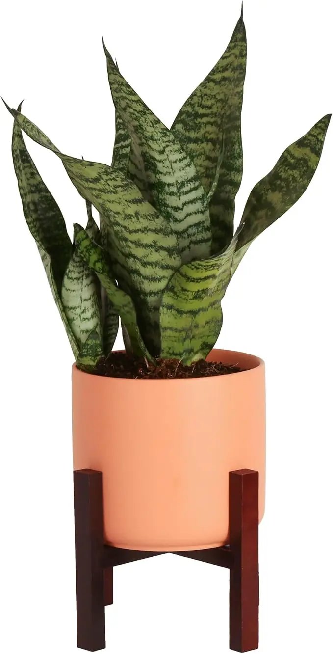 Costa Farms Live Indoor Snake Plant, Sansevieria 12-Inches Tall, Decor Planter by GreenHaven Gardens