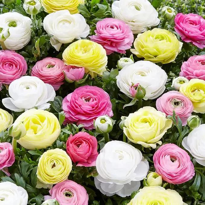 25 Pastel Mixed Ranunculus Bulbs for Planting - Buttercup Color Mix Value Bag - Plant in Gardens, Borders & Flowerbeds - Easy to Grow Fall Flowers Bulbs by Willard & May by GreenHaven Gardens