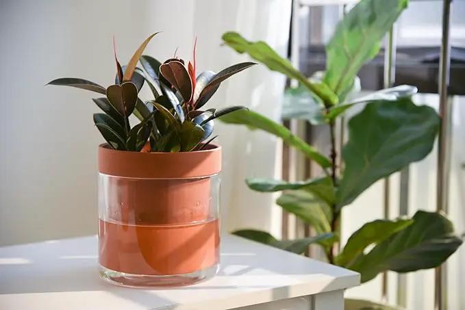 Phoenix Vine 6 Inch Self Watering Planter Pot, Terracotta Clay Pot with Glass Reservoir for Indoor Plants, Herbs, Flowers, Set of 2, 52-A-F-2 by GreenHaven Gardens