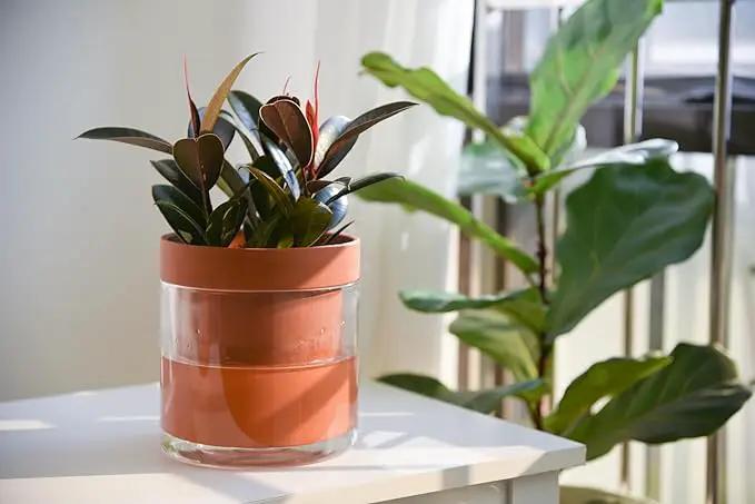 Phoenix Vine 6 Inch Self Watering Planter Pot, Terracotta Clay Pot with Glass Reservoir for Indoor Plants, Herbs, Flowers, Set of 1, 52-A-F-1 by GreenHaven Gardens