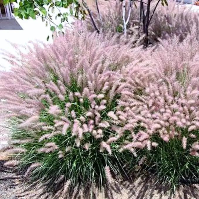 Pack 3 Fountain Grass Plants Live, 5-9 Inch Tall, Ornamental Grasses Live Plants Perennial, Well-Rooted Perennial Grass Clumps (Pink Rose Fountain Grass) by GreenHaven Gardens