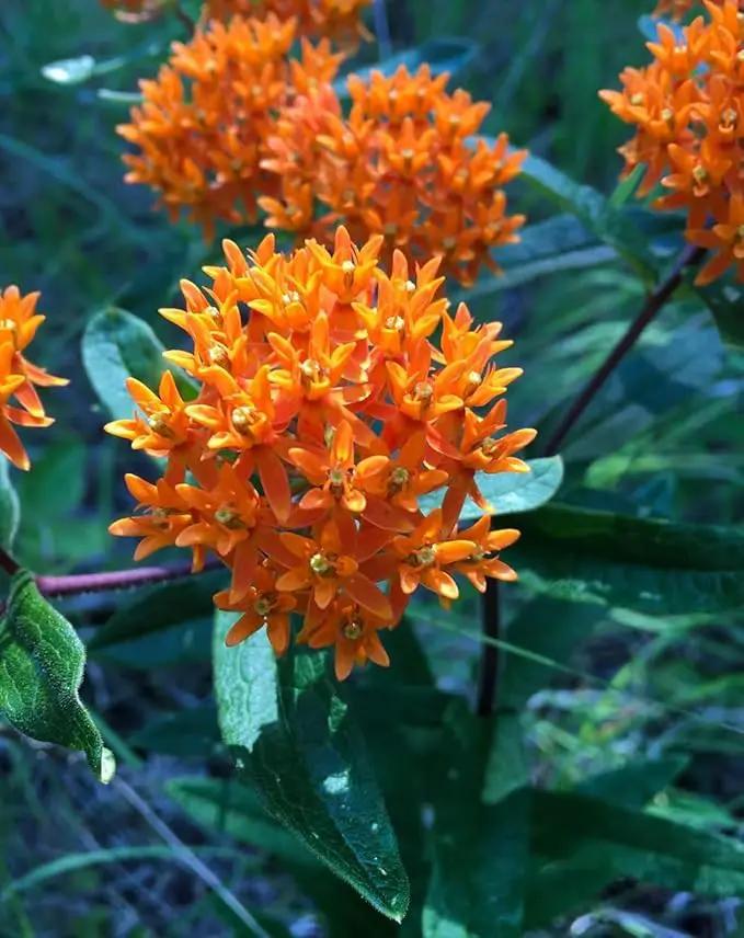 3 Live Butterfly Milkweed Plants (Asclepias tuberosa) Perennial Wildflowers from My Home Park – Individually Potted in 4” Pots – 4–8” Tall on Arrival – Not Seeds – Blooms in Mid-Summer – Zones 4-8 by GreenHaven Gardens