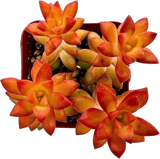 2" Live Succulent 'Sedum adolphii Shooting Stars', Rare Succulent Plants Fully Rooted in Pots, Unique House Plant for DIY, Party Favor, Home Office Decoration by GreenHaven Gardens