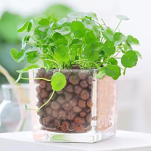Leca Expanded Clay Pebbles 10LBS Grow Media for Indoor Plants Hydroponic Growing Gardening System Supplies … by GreenHaven Gardens