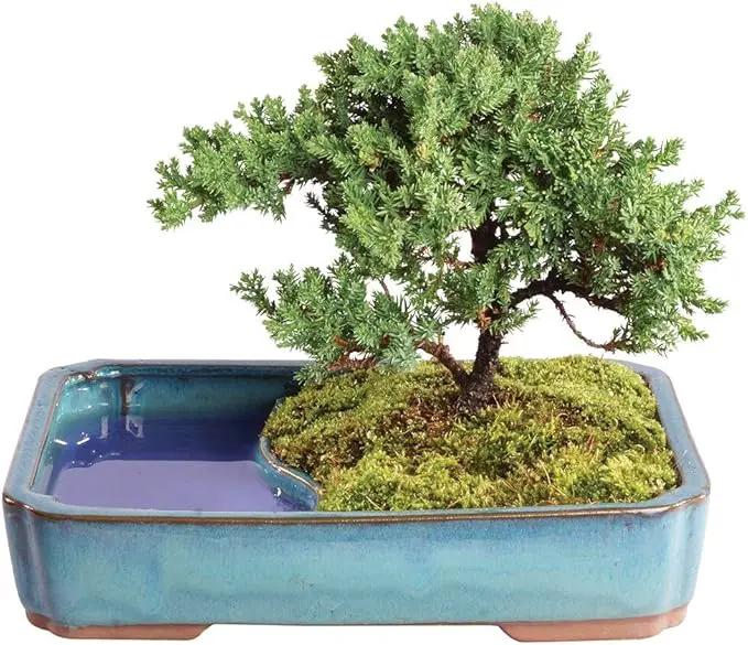 Brussel's Bonsai Live Green Mound Juniper Bonsai Tree - Medium, 5 Year, 6 to 10 Inches - Outdoor Bonsai Tree Live with Water Bonsai Pot (Not Sold in California) by GreenHaven Gardens