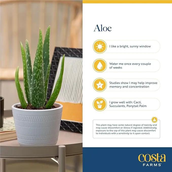Costa Farms Aloe Vera (2 Pack), Live Succulent Plant, Easy Care Indoor Houseplant in Grower Pot, Natural Room Air Purifier in Soil, Living Room or Office Décor, New House Warming Gift, 12-Inches Tall by GreenHaven Gardens
