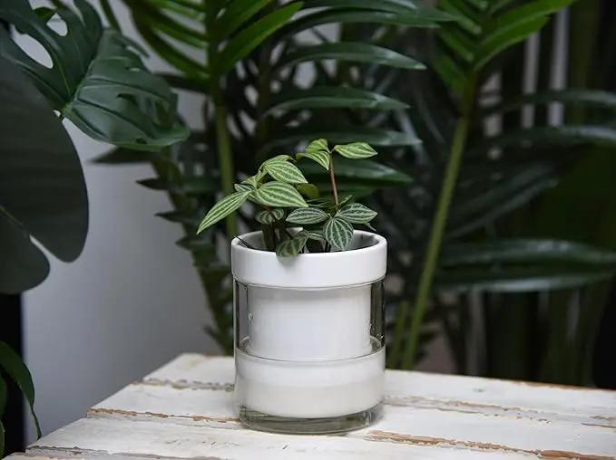 Phoenix Vine 4 Inch Self Watering Planter, White Terracotta Clay Pot with Glass Reservoir for Indoor Plants, Herbs, Flowers, Set of 4, 52-B-E-4 by GreenHaven Gardens