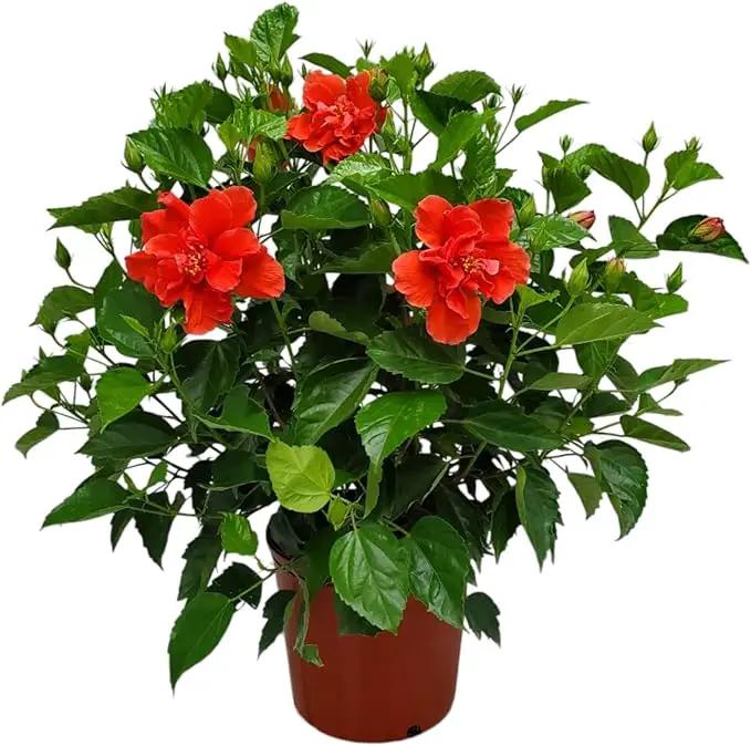 Hibiscus Plant Live - Double Red Hibiscus Bush - Flowering Plants - Red - Overall Height 26" to 28" - Tropical Plants of Florida (Plant Only) by GreenHaven Gardens