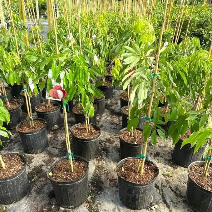 Premium Lychee Potting Soil Mix - Perfect Balance of Nutrients, Drainage, and Aeration for Thriving Lychee Trees - 1 Quart by GreenHaven Gardens