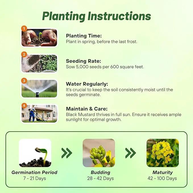 Outsidepride Black Mustard Seeds - 10000 Pcs Nutrient-Rich, Flavorful Annual Microgreen Seeds for Planting, Easy-to-Grow, Ideal for Indoor & Outdoor Cultivation, Soil & Hydroponic Systems by GreenHaven Gardens