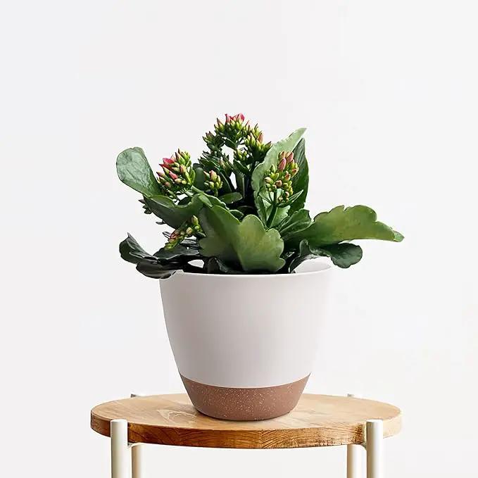 Plant Pots 12/10/9 inch Set of 3, Self Watering Flower Pots Indoor Outdoor, Planters with Drainage Hole Saucer Reservoir, White by GreenHaven Gardens