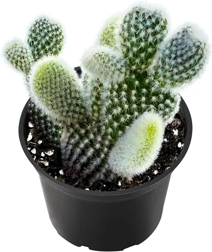 2" Live Succulent 'Bunny Ear Cactus', Rare Succulent Plants Fully Rooted in Pots, Unique House Plant for DIY, Party Favor, Home Office Decoration by GreenHaven Gardens