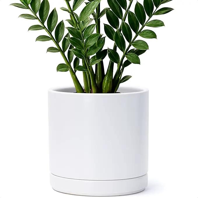 D'vine Dev 8 Inch Ceramic Planter Pot with Drainage Hole and Saucer, Indoor Cylinder Round Planter Pot, White, 94-O-D-1 by GreenHaven Gardens