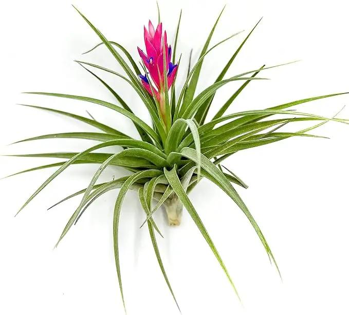 Air Plants - Flowering Tillandsia Stricta Large 5" - 1ct - Live Arrival Guaranteed - House Plants for Home Decor & Gift by GreenHaven Gardens