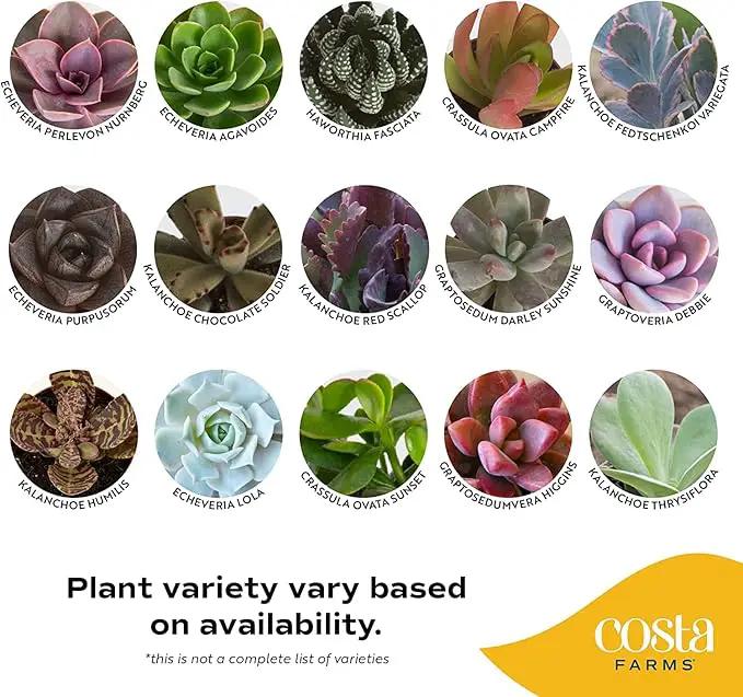 Costa Farms Live Succulent Garden Collection, Live Succulent Plants in Décor Pot, New House Plant Gift, Son, Room and Zen Garden Décor, 6-Inches Tall by GreenHaven Gardens