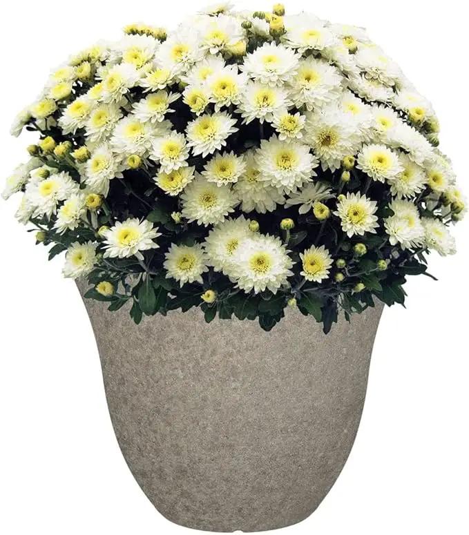 Classic Home and Garden Honeysuckle Resin Flower Pot Planter, Stone Grey, 15" by GreenHaven Gardens