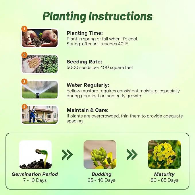 Outsidepride Yellow Mustard Seeds - 10000 Pcs Nutrient-Rich, Flavorful Annual Microgreen Seeds for Planting, Easy-to-Grow, Ideal for Indoor & Outdoor Cultivation, Soil & Hydroponic Systems by GreenHaven Gardens