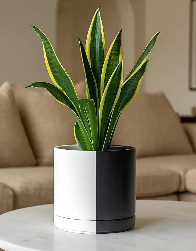 D'vine Dev 8.2 Inch Ceramic Planter Pot with Drainage Hole and Saucer, Indoor Cylinder Round Planter Pot, Split Monochrome Black & White, 94-O-D-0 by GreenHaven Gardens