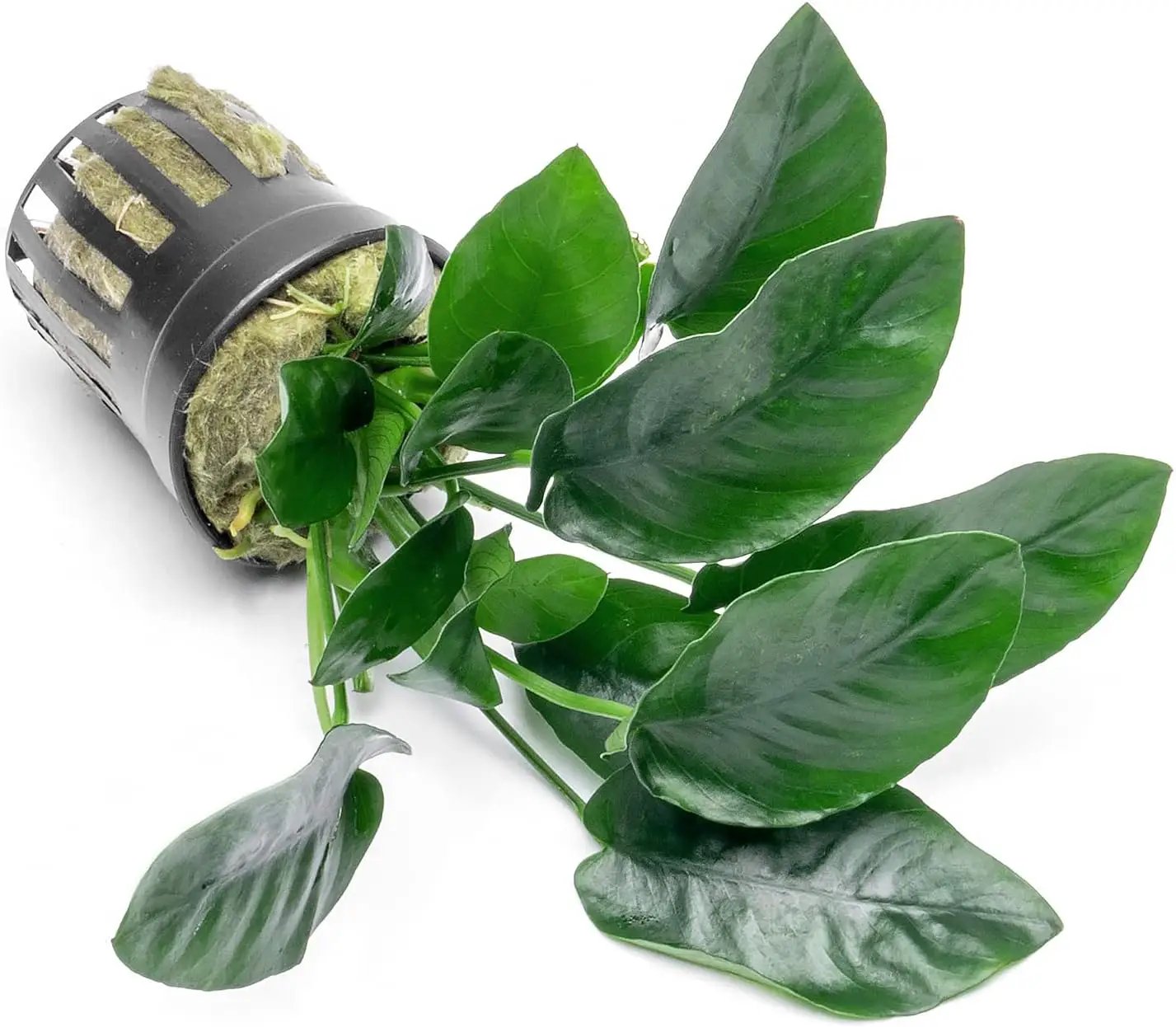 Anubias Live Aquarium Plants - Potted Freshwater Plant for Fish Tanks, Terrariums - Beginner Friendly Low Light (Nana, 5 Pots) by GreenHaven Gardens