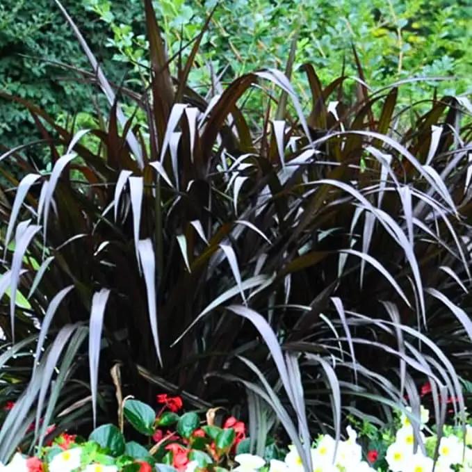 Pack 3 Fountain Grass Plants Live, 5-9 Inch Tall, Ornamental Grasses Live Plants Perennial, Well-Rooted Perennial Grass Clumps (Black Fountain Grass) by GreenHaven Gardens