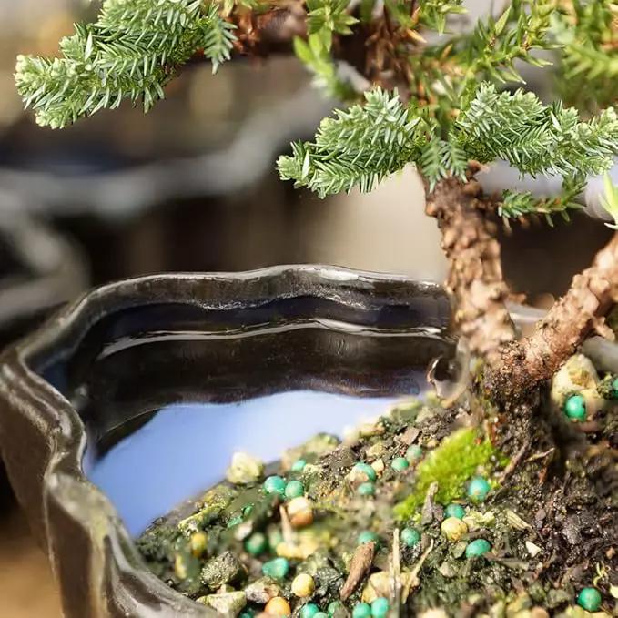 Brussel's Bonsai Brussel's Green Mound Juniper Bonsai in Zen Reflections Pot, SMALL by GreenHaven Gardens