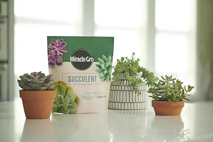 Miracle-Gro Succulent Potting Mix, for Indoor Succulents, Aloe Vera and More, Made with Miracle-Gro Plant Food, 4 qt. (3-Pack) by GreenHaven Gardens